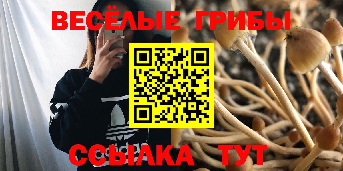 Белая Калитва  Псилоцибиновые грибы Psilocybe  Вход с VPN 